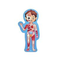 Детски дървен пъзел Hape, Човешко тяло