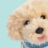 Плюшено куче Лабрадудел Драскукла 23 см Studio Pets